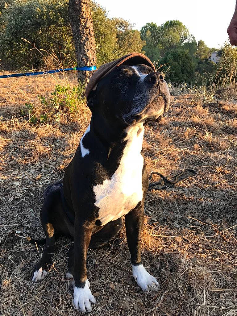 Ciao participe au concours pour gagner de l'argent avec cette photo : canidae, carnivore, collar, companion_dog, dog, dog_breed, dog_collar, fawn, grass, leash, plant, shadow, sky, snout, soil, sporting_group, tail, tree, working_animal, working_dog