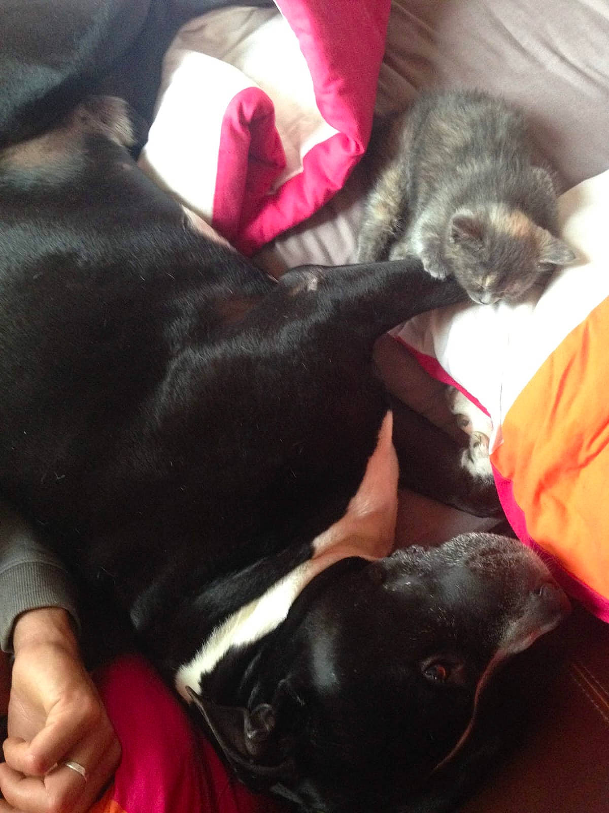 Ciao participe au concours pour gagner de l'argent avec cette photo : black, carnivore, cat, comfort, companion_dog, dog, dog_breed, ear, felidae, fur, grey, linens, mammal, small_to_medium_sized_cats, snout, sporting_group, tail, vertebrate, whiskers, working_animal