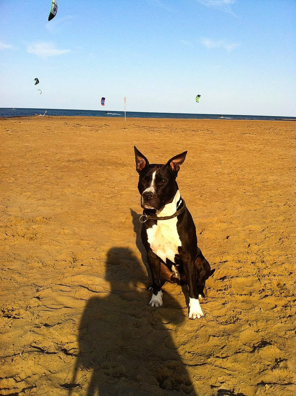 Ciao a rejoint le concours — aidez-le/la à gagner de superbes lots ! ball, beach, canidae, carnivore, cloud, companion_dog, dog, dog_breed, fawn, fun, happy, horizon, landscape, parachute, sand, sky, snout, sporting_group, water, wood