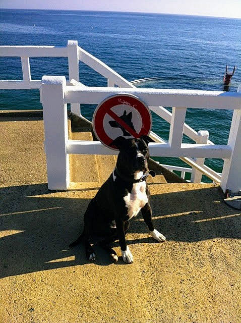 Ciao a rejoint le concours — aidez-le/la à gagner de superbes lots ! canidae, carnivore, companion_dog, dog, dog_breed, fence, grass, horizon, lake, landscape, ocean, road, shadow, sky, soil, sporting_group, vacation, water, wood, working_animal