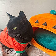 Happy participe au concours pour gagner de l'argent avec cette photo : cat, black_cat, pet_clothing, orange_sweater, green_trim, pumpkin_bed, plush_bed, indoor, feline, pet, cozy, fabric, blanket, curious, resting, animal, whiskers, claws, head, fur