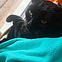 Happy a rejoint le concours — aidez-le/la à gagner de superbes lots ! cat, black_cat, pet, animal, feline, whiskers, window, blanket, turquoise, orange_blanket, resting, indoor, fur, closeup, relaxing, cozy, soft_light, portrait, curious