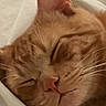 Petites Fesses a rejoint le concours — aidez-le/la à gagner de superbes lots ! cat, orange_cat, tabby, sleeping, sleepy, closed_eyes, relaxed, whiskers, pink_nose, furry, pet, animal, close_up, portrait, bed, bedding, indoors, cozy, cute, resting