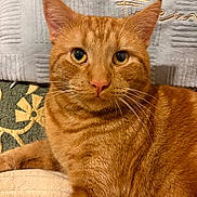 Petites Fesses a rejoint le concours — aidez-le/la à gagner de superbes lots ! animal, blanket, cat, close_up, cushion, cute, domestic_cat, eyes, feline, fur, ginger_cat, indoors, looking_at_camera, pattern, pet, portrait, relaxed, tabby, texture, whiskers