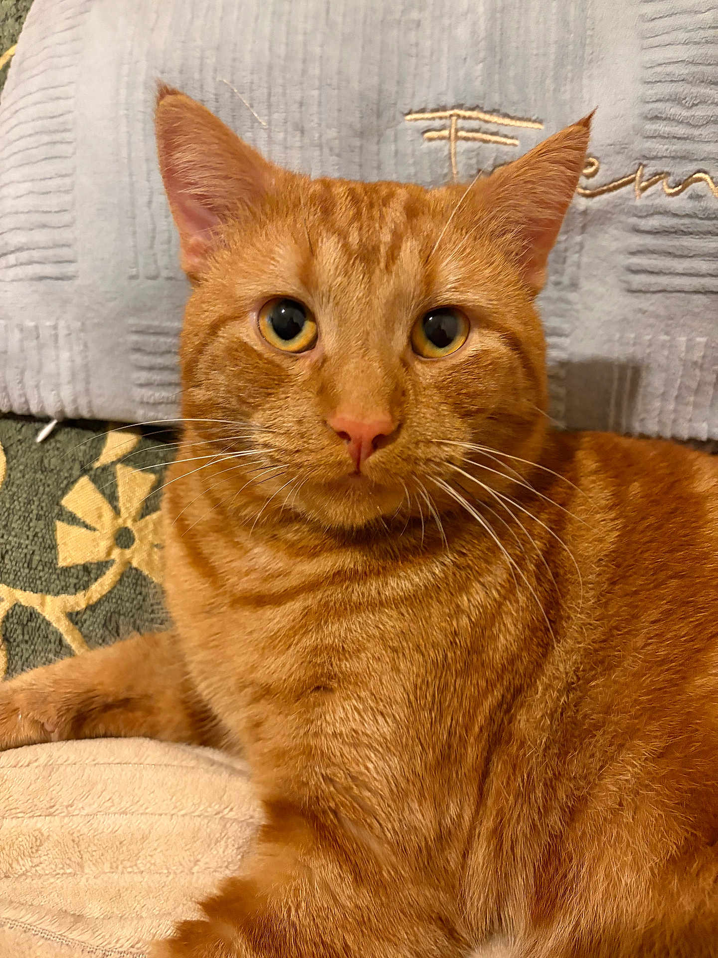 Petites Fesses a rejoint le concours — aidez-le/la à gagner de superbes lots ! animal, blanket, cat, close_up, cushion, cute, domestic_cat, eyes, feline, fur, ginger_cat, indoors, looking_at_camera, pattern, pet, portrait, relaxed, tabby, texture, whiskers