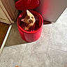 cat, ginger_cat, orange_cat, pet, animal, feline, curious, looking_up, green_eyes, whiskers, ears, red_bin, trash_bin, open_lid, indoor, tile_floor, doorway, sunlight, sandals, funny_pose
