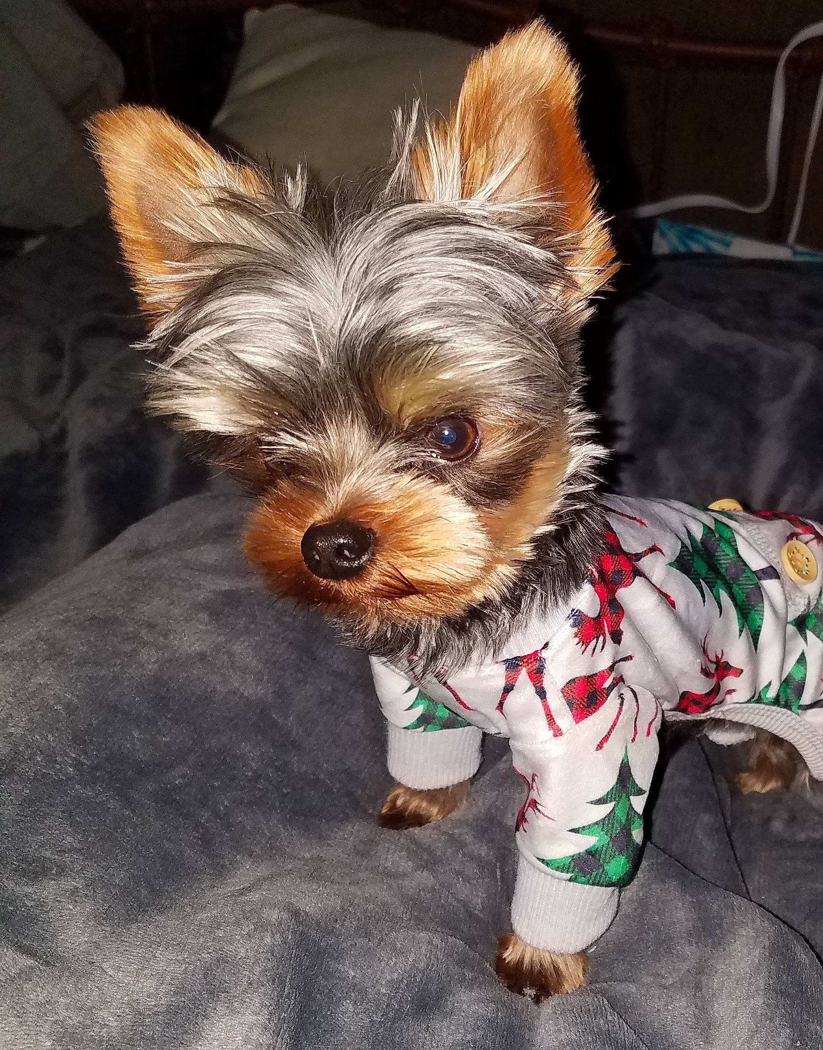 Sebastian joined the competition — help win amazing prizes! biewer_terrier, canidae, carnivore, companion_dog, dog, dog_breed, dog_clothes, dog_supply, fawn, fur, grass, holiday, liver, small_terrier, snout, sporting_group, terrier, toy_dog, whiskers, yorkipoo