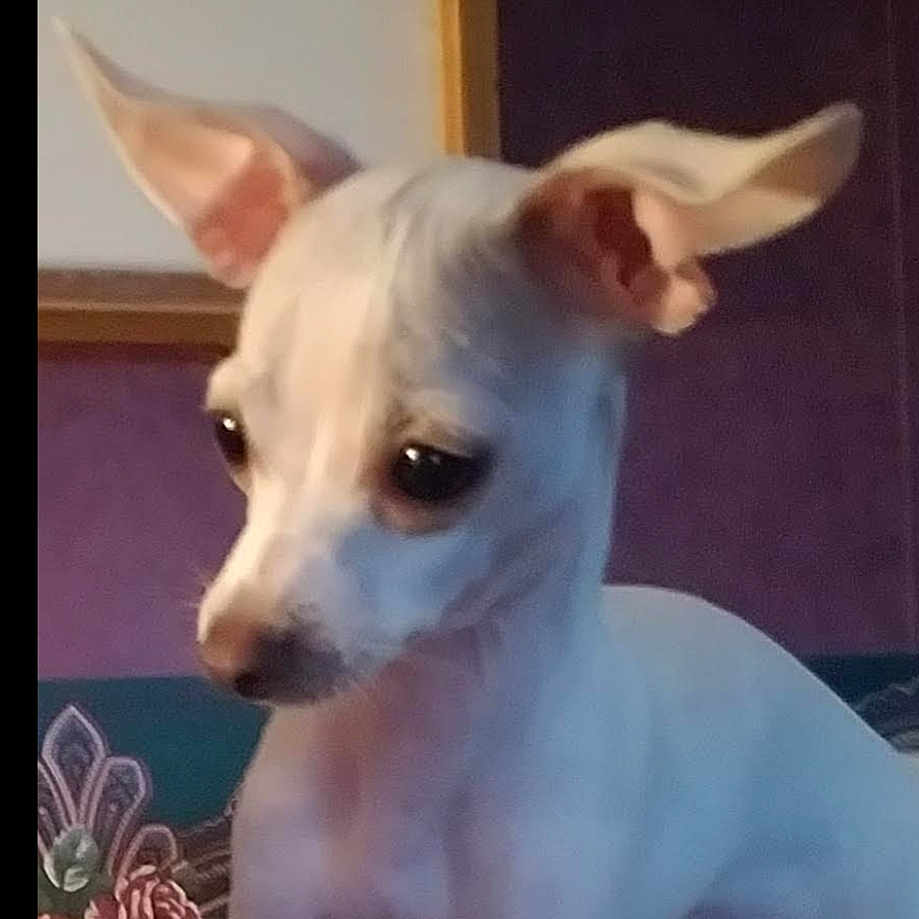 Sophi is registered to the contest to win money with this photo: canidae, carnivore, companion_dog, corgi_chihuahua, dog, dog_breed, ear, fawn, fur, no_expression, non_sporting_group, snout, terrestrial_animal, toy_dog, whiskers, working_animal