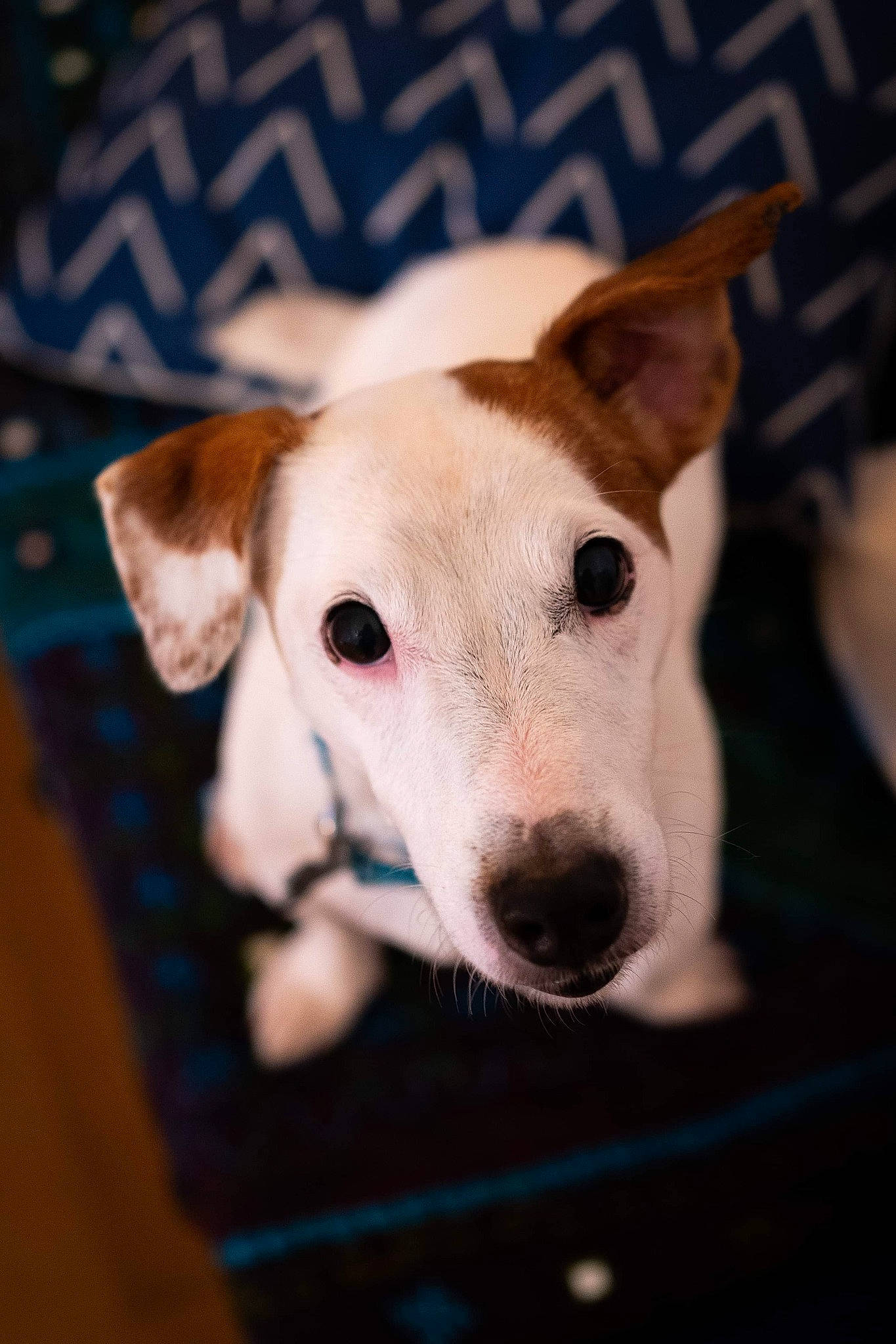 Punky participe au concours pour gagner de l'argent avec cette photo : ancient_dog_breeds, canidae, carnivore, collar, companion_dog, dog, dog_breed, dog_collar, ear, fawn, irishjacks, non_sporting_group, small_terrier, snout, sporting_group, terrestrial_animal, terrier, whiskers, wood, working_animal