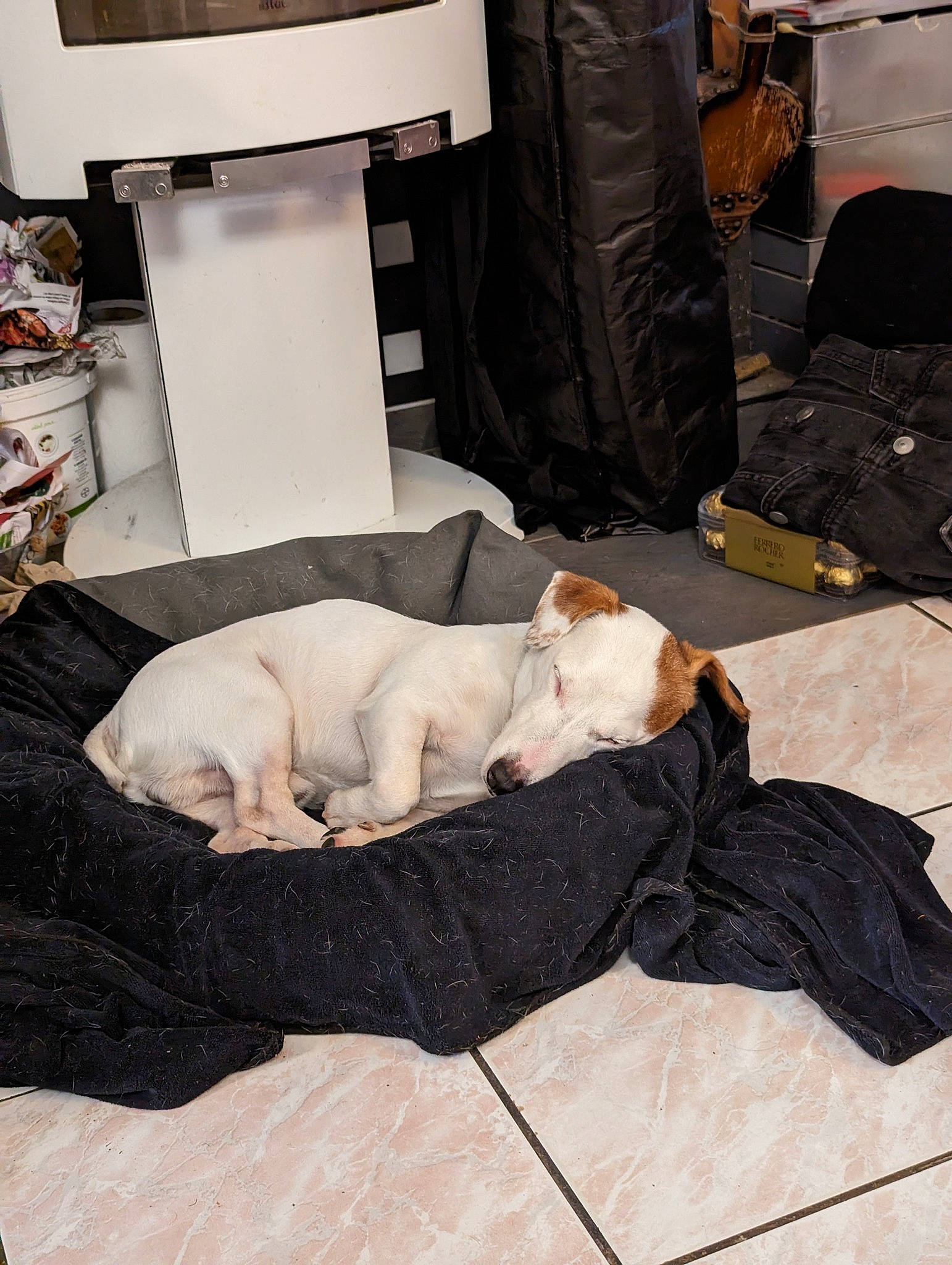 Punky participe au concours pour gagner de l'argent avec cette photo : canidae, carnivore, comfort, companion_dog, couch, dog, dog_breed, felidae, floor, flooring, fur, hardwood, linens, room, sitting, small_to_medium_sized_cats, sporting_group, tail, toy_dog, wood