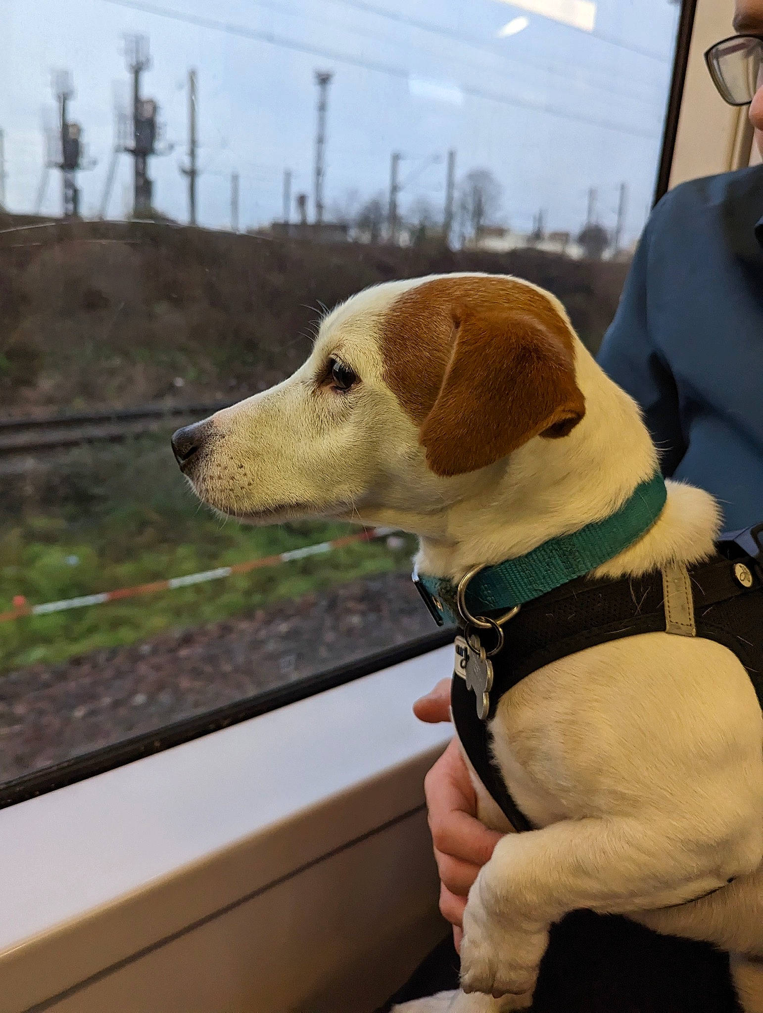 Punky a rejoint le concours — aidez-le/la à gagner de superbes lots ! carnivore, cloud, collar, companion_dog, dog, dog_breed, dog_collar, dog_supply, eyewear, fashion_accessory, fawn, leash, pet_supply, plant, sky, snout, sporting_group, vehicle, vehicle_door, working_animal