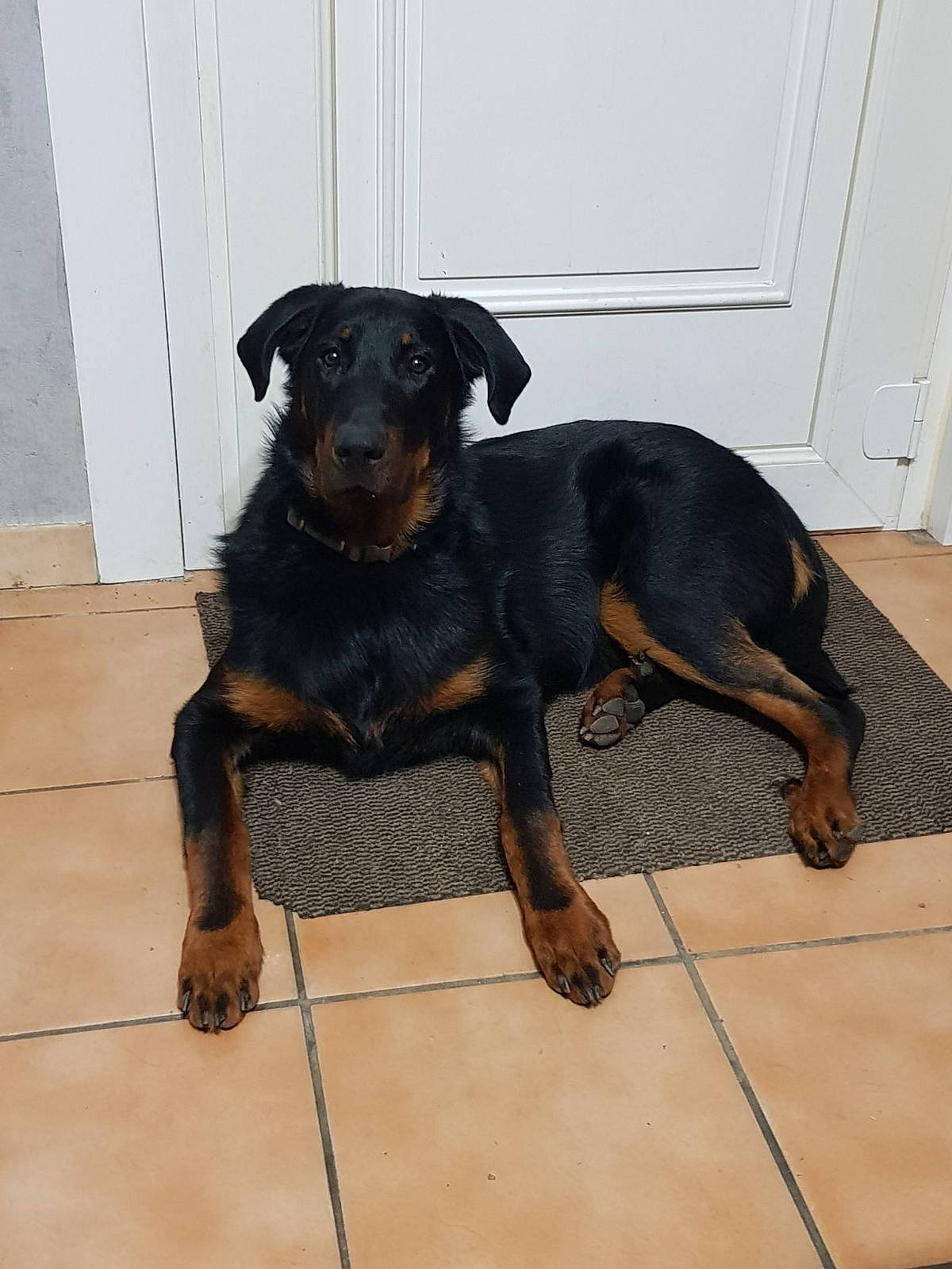 Tobby participe au concours pour gagner de l'argent avec cette photo : canidae, carlin_pinscher, carnivore, companion_dog, dog, dog_breed, door, flooring, guard_dog, hound, hunting_dog, lithuanian_hound, pet_supply, rottweiler, sporting_group, working_animal, working_dog