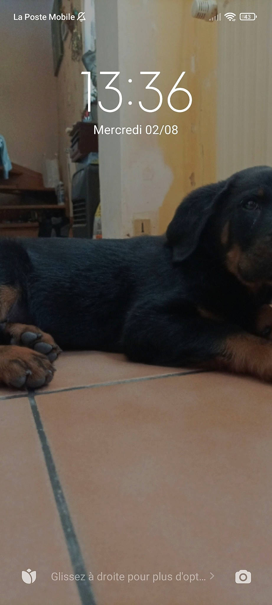 Tobby participe au concours pour gagner de l'argent avec cette photo : canidae, carnivore, comfort, companion_dog, couch, dog, dog_breed, fawn, flooring, font, fur, grey, hardwood, liver, snout, sporting_group, tail, whiskers, wood, working_animal