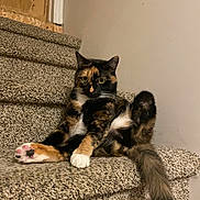 Eileen is registered to the contest to win money with this photo: cat, calico, stairs, carpet, pet, animal, feline, relaxed, indoor, paw, tail, curious, sitting, cute, whiskers, fur, household, domestic, mammal, portrait