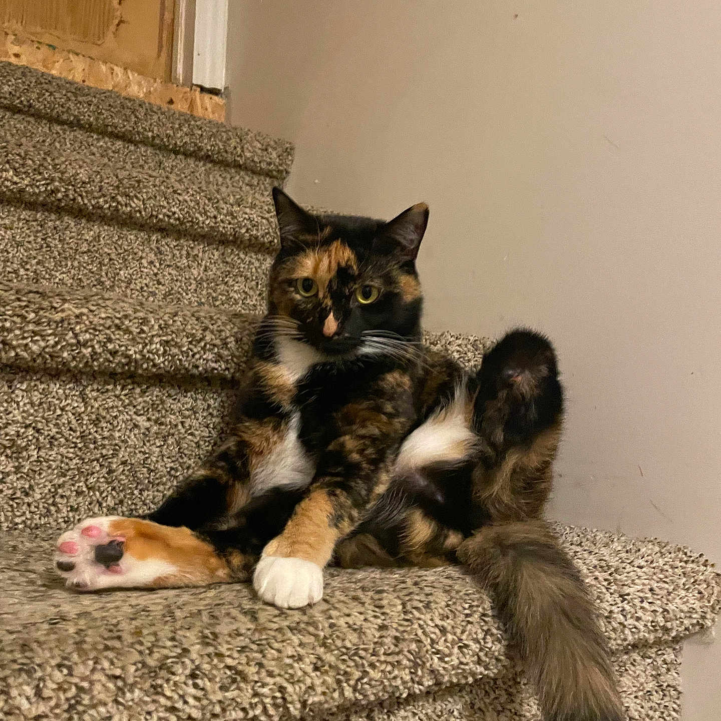 Eileen is registered to the contest to win money with this photo: cat, calico, stairs, carpet, pet, animal, feline, relaxed, indoor, paw, tail, curious, sitting, cute, whiskers, fur, household, domestic, mammal, portrait