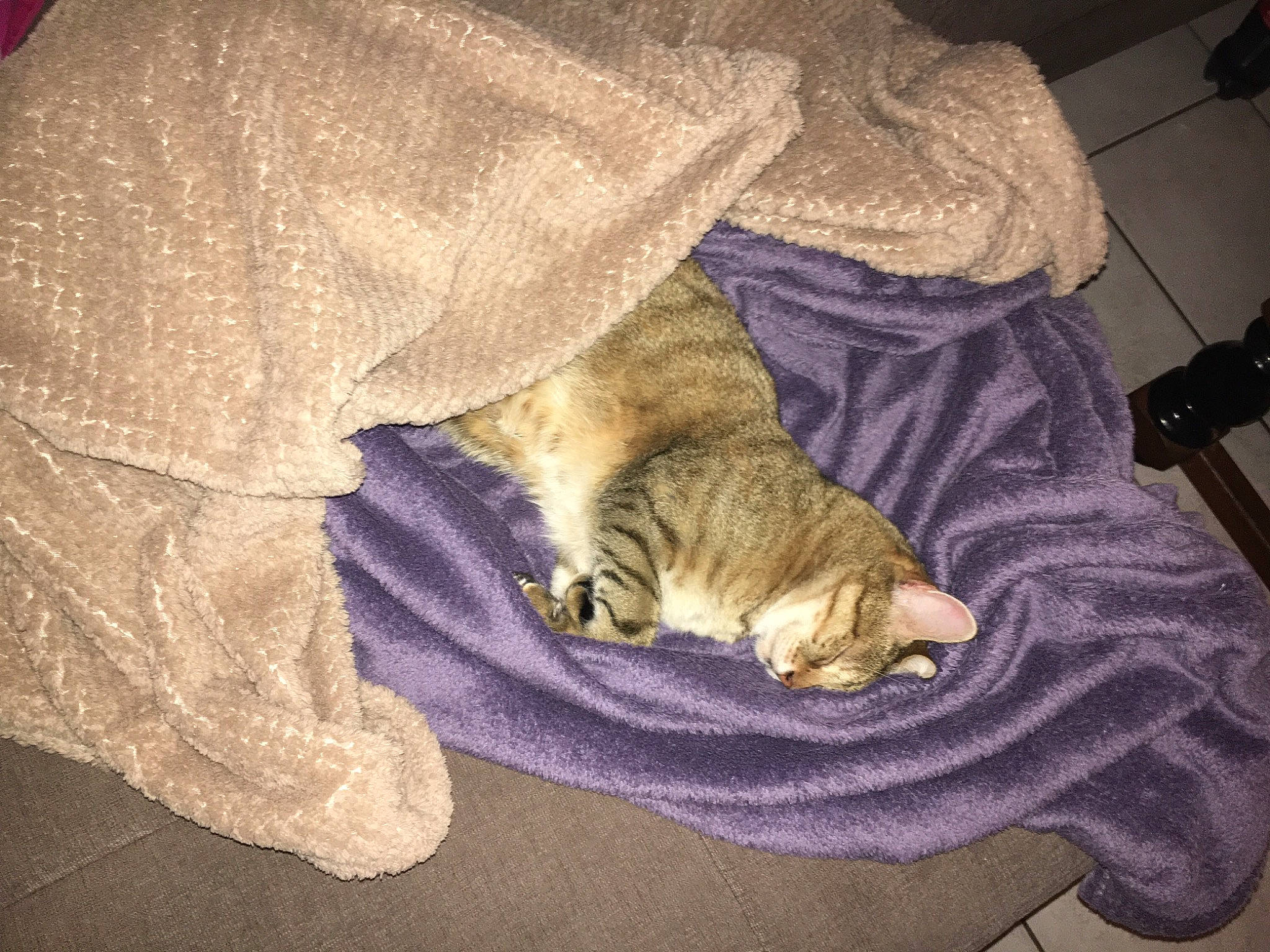 Cracotte participe au concours pour gagner de l'argent avec cette photo : bed_sheet, bedding, brown, carnivore, cat, comfort, domestic_short_haired_cat, fawn, felidae, fur, grey, hardwood, linens, nap, room, small_to_medium_sized_cats, tail, textile, whiskers, wood