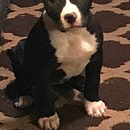 Nyla joined the competition — help win amazing prizes! puppy, dog, black_and_white, carpet, indoor, pet, cute, sitting, young_dog, floor, animal, small_dog, canine, domestic_animal, fur, ears, paws, white_paws, spot, looking