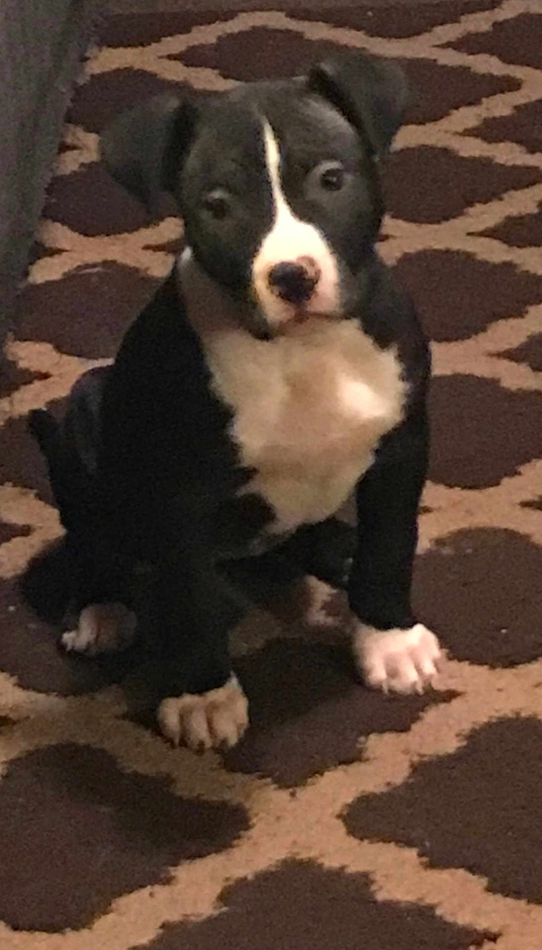 Nyla joined the competition — help win amazing prizes! puppy, dog, black_and_white, carpet, indoor, pet, cute, sitting, young_dog, floor, animal, small_dog, canine, domestic_animal, fur, ears, paws, white_paws, spot, looking