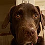 dog, chocolate_labrador, pet, close_up, indoor, brown_fur, animal, canine, face, ears, eyes, nose, whiskers, portrait, domestic_animal, looking, curious, friendly, muzzle, collar