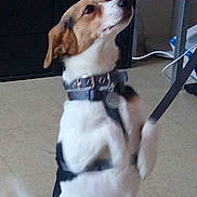 Simba participe au concours pour gagner de l'argent avec cette photo : beagle, companion_dog, dog, dog_breed, dog_breed_group, dog_crossbreeds, dog_like_mammal, ear, harrier, hound, snout, treeing_walker_coonhound