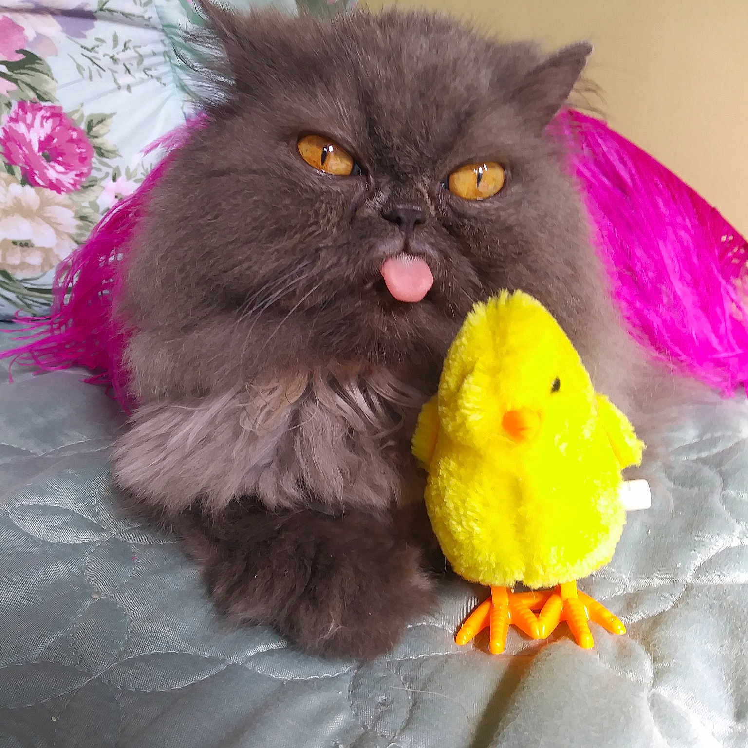 Catalina is registered to the contest to win money with this photo: british_longhair, carnivore, cat, domestic_long_haired_cat, felidae, fur, kitten, norwegian_forest_cat, persian, small_to_medium_sized_cats, whiskers, yellow