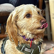Gizmo joined the competition — help win amazing prizes! animal, blurred_background, brown_fur, canine, close_up, collar, companion, cute, dog, domestic_animal, expression, fluffy, friendly, fur, harness, indoor, mammal, pet, portrait, tongue_out