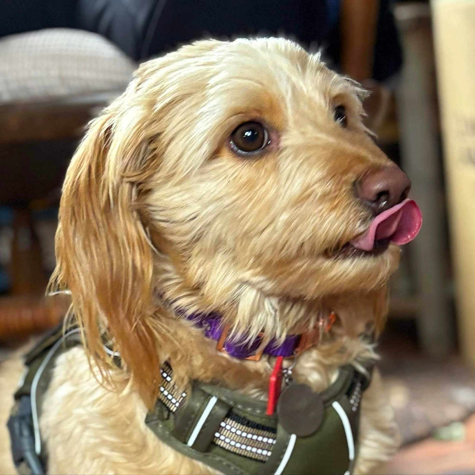 Gizmo joined the competition — help win amazing prizes! animal, blurred_background, brown_fur, canine, close_up, collar, companion, cute, dog, domestic_animal, expression, fluffy, friendly, fur, harness, indoor, mammal, pet, portrait, tongue_out