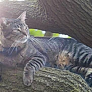 Whiskers is registered to the contest to win money with this photo: cat, tabby_cat, tree, branch, sunlight, outdoor, nature, animal, pet, feline, relaxed, resting, fur, whiskers, wildlife, daylight, greenery, trunk, closeup, mammal