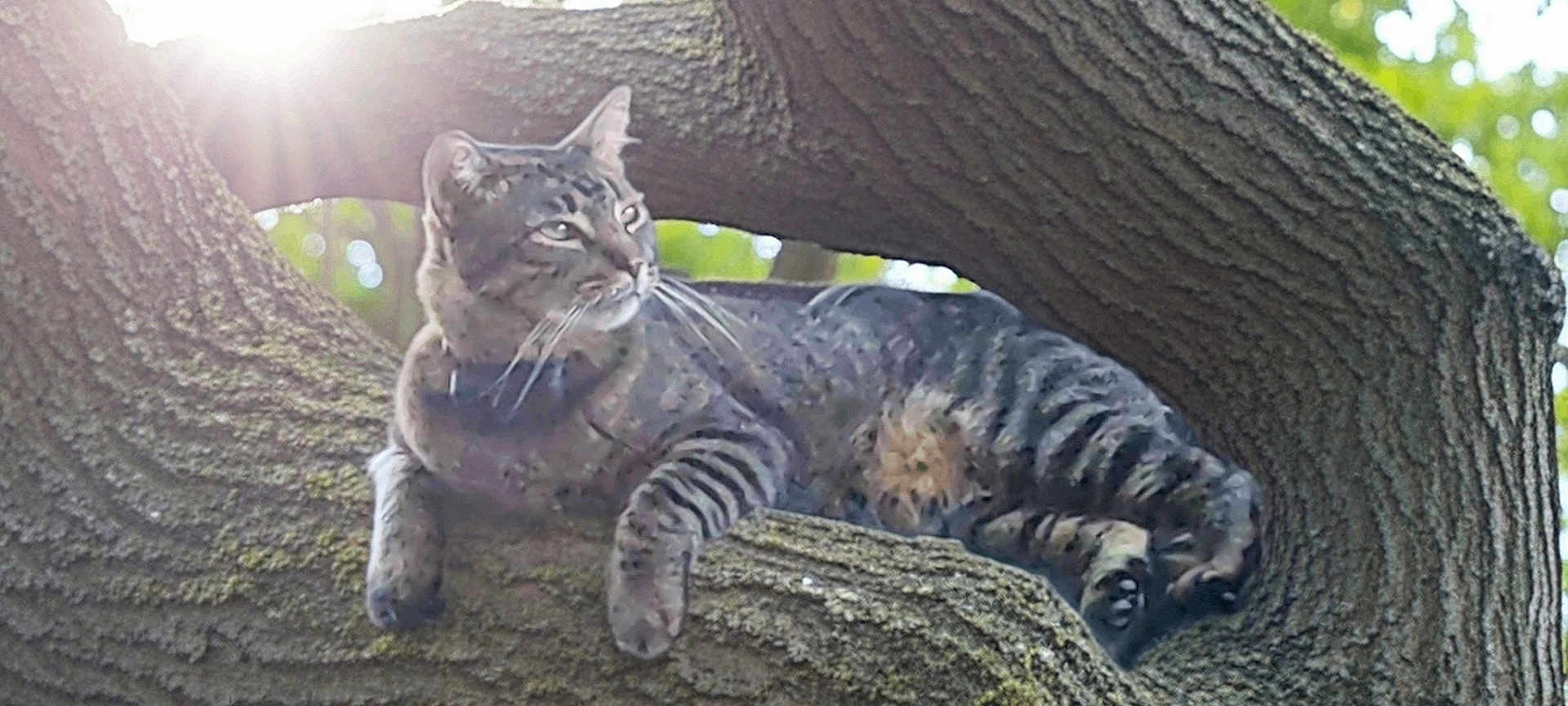 Whiskers is registered to the contest to win money with this photo: cat, tabby_cat, tree, branch, sunlight, outdoor, nature, animal, pet, feline, relaxed, resting, fur, whiskers, wildlife, daylight, greenery, trunk, closeup, mammal
