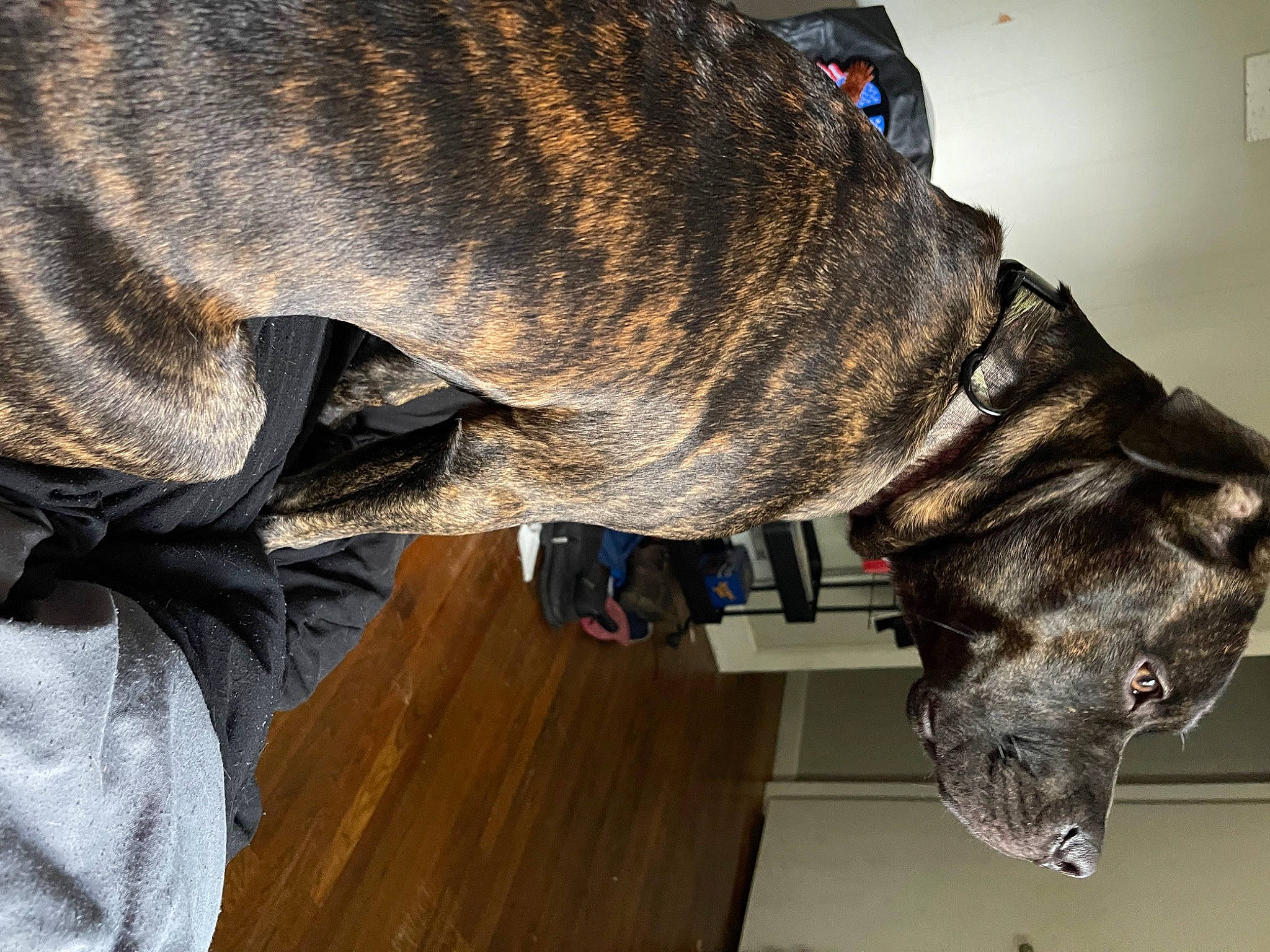 Bear joined the competition — help win amazing prizes! canidae, cargo_pants, carnivore, collar, companion_dog, dog, dog_breed, dog_collar, fawn, fur, great_dane, guard_dog, liver, military_camouflage, non_sporting_group, snout, sporting_group, treeing_tennessee_brindle, working_animal, working_dog