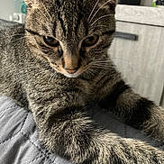 Simba participe au concours pour gagner de l'argent avec cette photo : cat, tabby_cat, kitten, whiskers, paw, fur, close_up, pet, indoor, blanket, bedding, furniture, eyes, portrait, ear, nose, mouth, sleepy, striped, domestic_animal