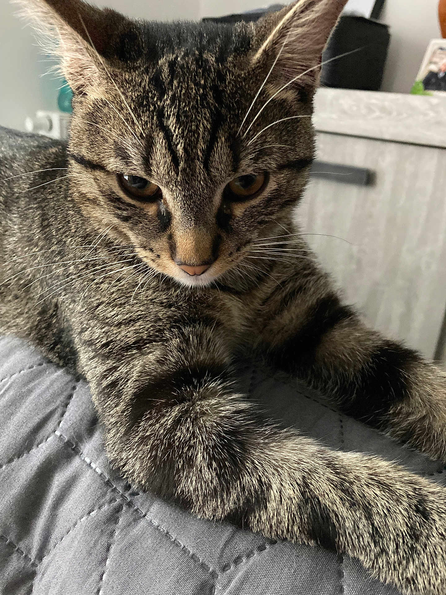 Simba participe au concours pour gagner de l'argent avec cette photo : cat, tabby_cat, kitten, whiskers, paw, fur, close_up, pet, indoor, blanket, bedding, furniture, eyes, portrait, ear, nose, mouth, sleepy, striped, domestic_animal