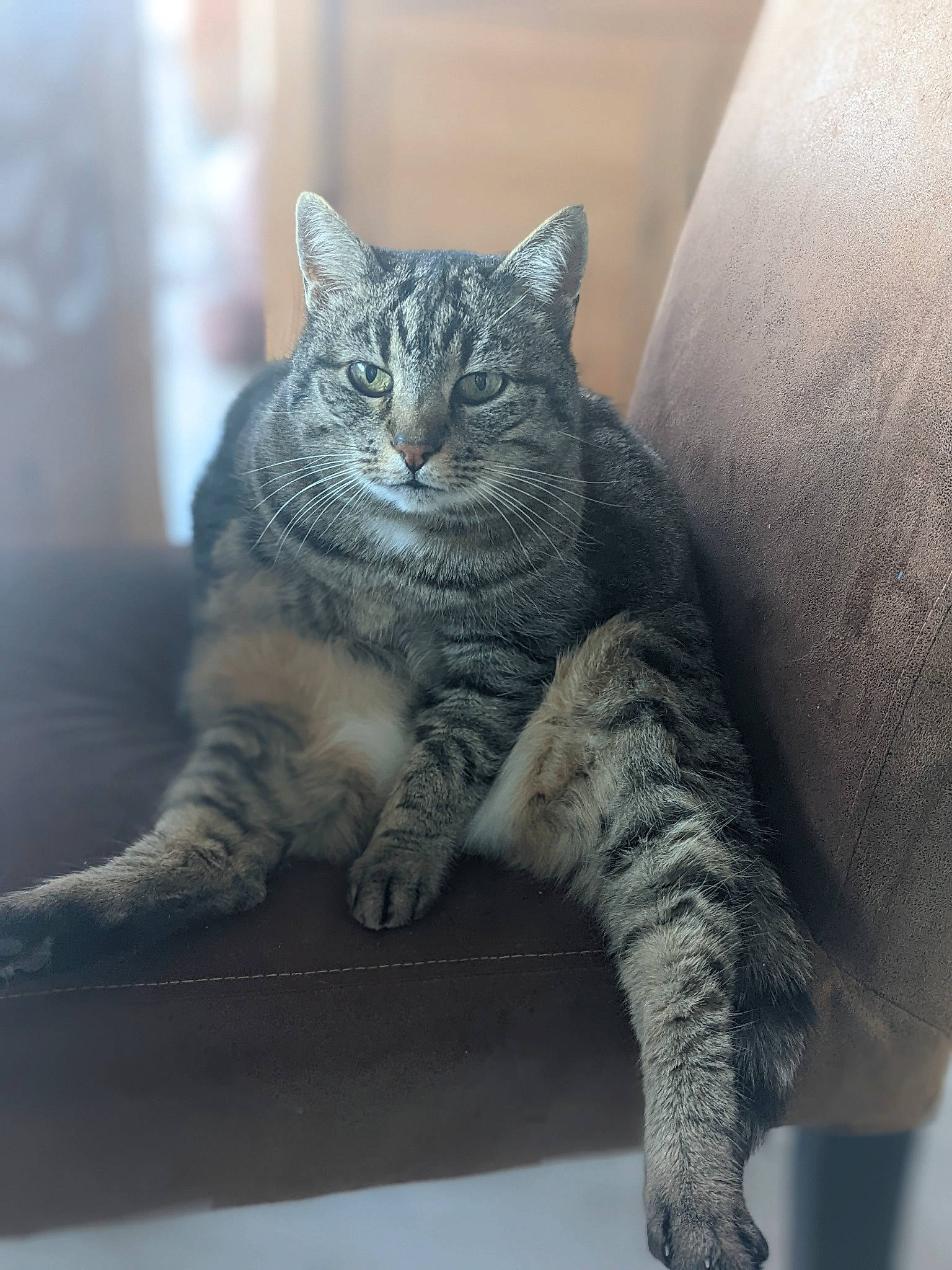 Délice a rejoint le concours — aidez-le/la à gagner de superbes lots ! carnivore, cat, claw, comfort, domestic_short_haired_cat, felidae, fur, grey, paw, sitting, small_to_medium_sized_cats, snout, tail, terrestrial_animal, vertebrate, whiskers, window, wood