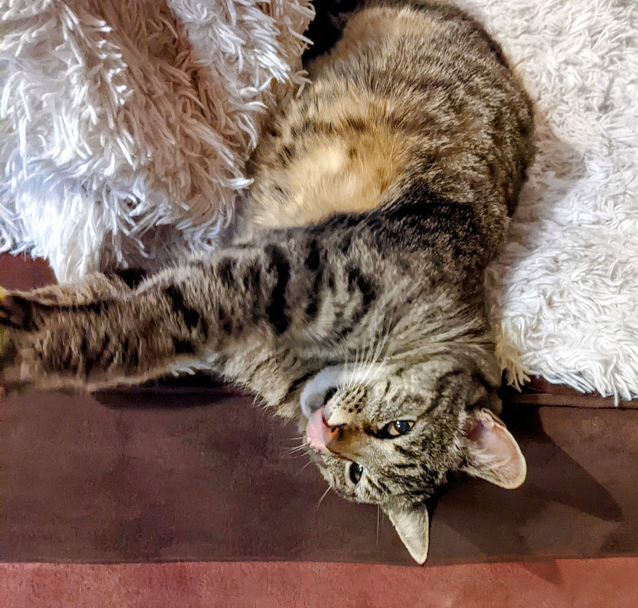 Délice participe au concours pour gagner de l'argent avec cette photo : carnivore, cat, claw, comfort, domestic_short_haired_cat, felidae, foot, fur, mammal, nap, paw, sleep, small_to_medium_sized_cats, snout, tail, terrestrial_animal, whiskers, wildlife, wood