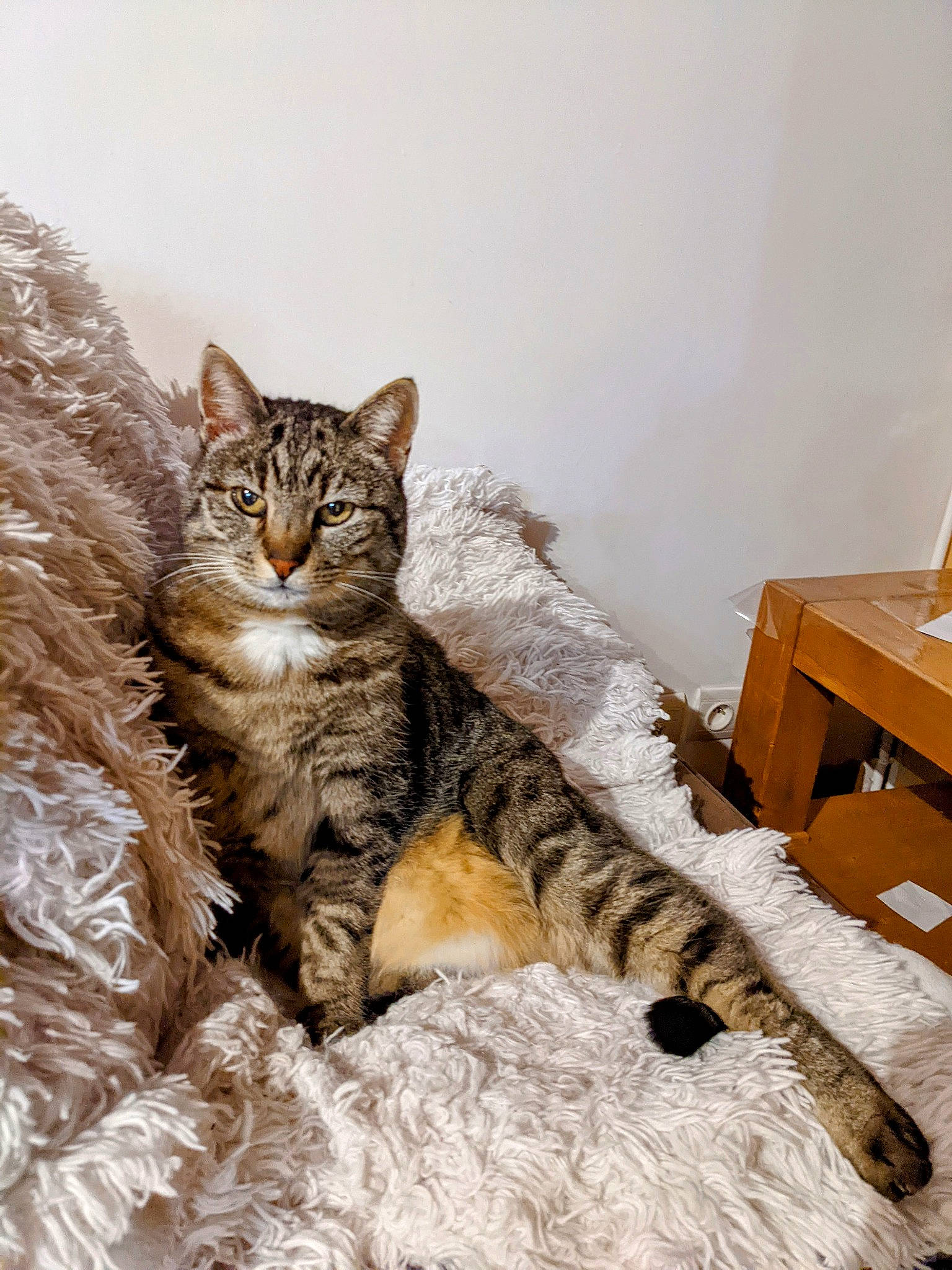 Délice participe au concours pour gagner de l'argent avec cette photo : carnivore, cat, claw, comfort, domestic_short_haired_cat, eye, fawn, felidae, fur, nap, paw, shipping_box, sitting, small_to_medium_sized_cats, snout, tail, terrestrial_animal, tree, whiskers, wood