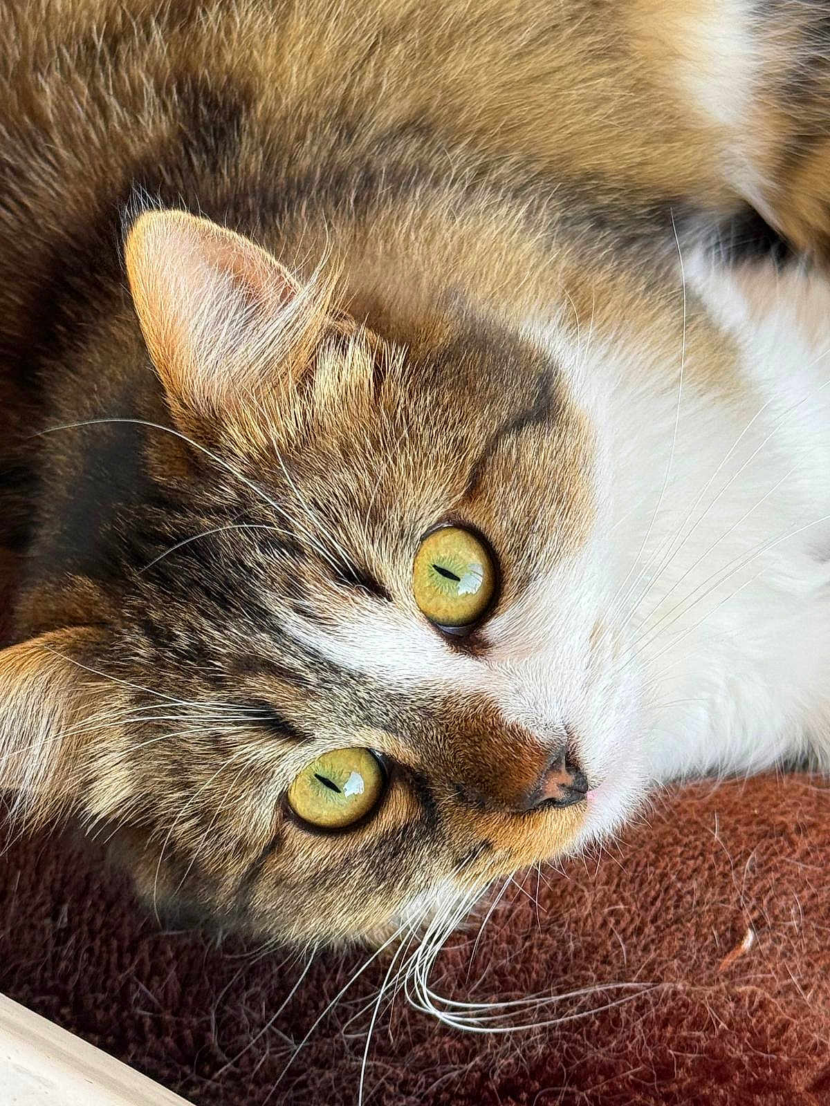 Athfoulie a rejoint le concours — aidez-le/la à gagner de superbes lots ! animal, brown, cat, close_up, curious, cute, face, feline, fur, indoor, lying_down, pet, portrait, relaxed, soft, tabby, texture, whiskers, white_fur, yellow_eyes