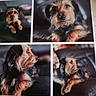 dog, collage, indoor, leather_couch, pet, fur, animal, portrait, brown, black, closeup, resting, cute, scruffy, four_photos, wall, printed_photo, expression, eyes, canine