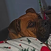 Apollo is registered to the contest to win money with this photo: dog, brown_dog, pet, animal, blanket, christmas_blanket, resting, close_up, indoor, holiday_decor, decorations, calm, thoughtful, fur, face, ears, snout, cozy, comfort, home