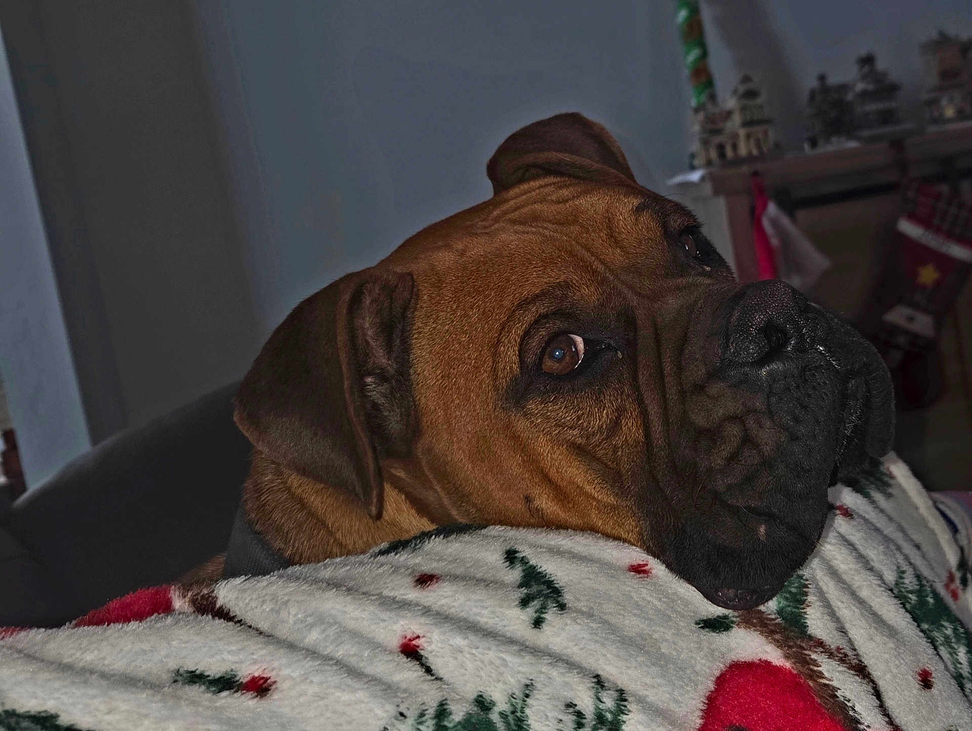Apollo is registered to the contest to win money with this photo: dog, brown_dog, pet, animal, blanket, christmas_blanket, resting, close_up, indoor, holiday_decor, decorations, calm, thoughtful, fur, face, ears, snout, cozy, comfort, home