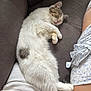 Grump is registered to the contest to win money with this photo: cat, sleeping, couch, white_fur, gray_spot, pet, indoor, relaxing, cozy, person, shorts, floral_pattern, paw, fur, resting, home, comfortable, animal, nap, cute