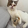 Grump is registered to the contest to win money with this photo: cat, pet, indoor, plush_toy, bed, gray, white, tabby, fur, claw, paw, resting, cute, animal, mammal, whiskers, face, expression, toy, cozy