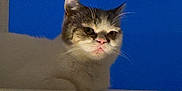 Grump is registered to the contest to win money with this photo: cat, feline, pet, animal, portrait, blue_background, indoor, whiskers, ears, fur, face, resting, looking, expression, ledge, cute, mammal, domestic, closeup, household