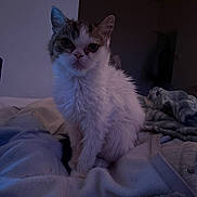 Grump is registered to the contest to win money with this photo: cat, animal, pet, feline, fur, bed, blanket, clothing, indoor, cozy, resting, sitting, cute, whiskers, ears, face, eyes, furniture, dark, soft