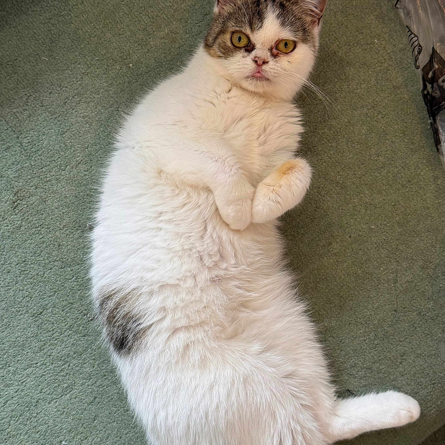 Grump is registered to the contest to win money with this photo: animal, carpet, cat, closeup, curious, cute, domestic, ears, feline, fur, gray, indoor, looking, lying_down, mammal, pet, relaxed, tail, whiskers, white