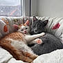 Nemo joined the competition — help win amazing prizes! animal, bed, cat, companion, cozy, cute, cute_animals, fur, furry, gray_cat, indoor, kitten, orange_cat, paw, pets, resting, snuggling, soft, warm, window