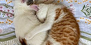 Nemo joined the competition — help win amazing prizes! adorable, animal, bed, blanket, cat, closeup, companion, cozy, cuddle, cute, domestic_cat, fur, kitten, orange_tabby, pattern, pet, resting, sleeping, white_cat, young