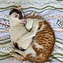 adorable, animal, bed, blanket, cat, closeup, companion, cozy, cuddle, cute, domestic_cat, fur, kitten, orange_tabby, pattern, pet, resting, sleeping, white_cat, young