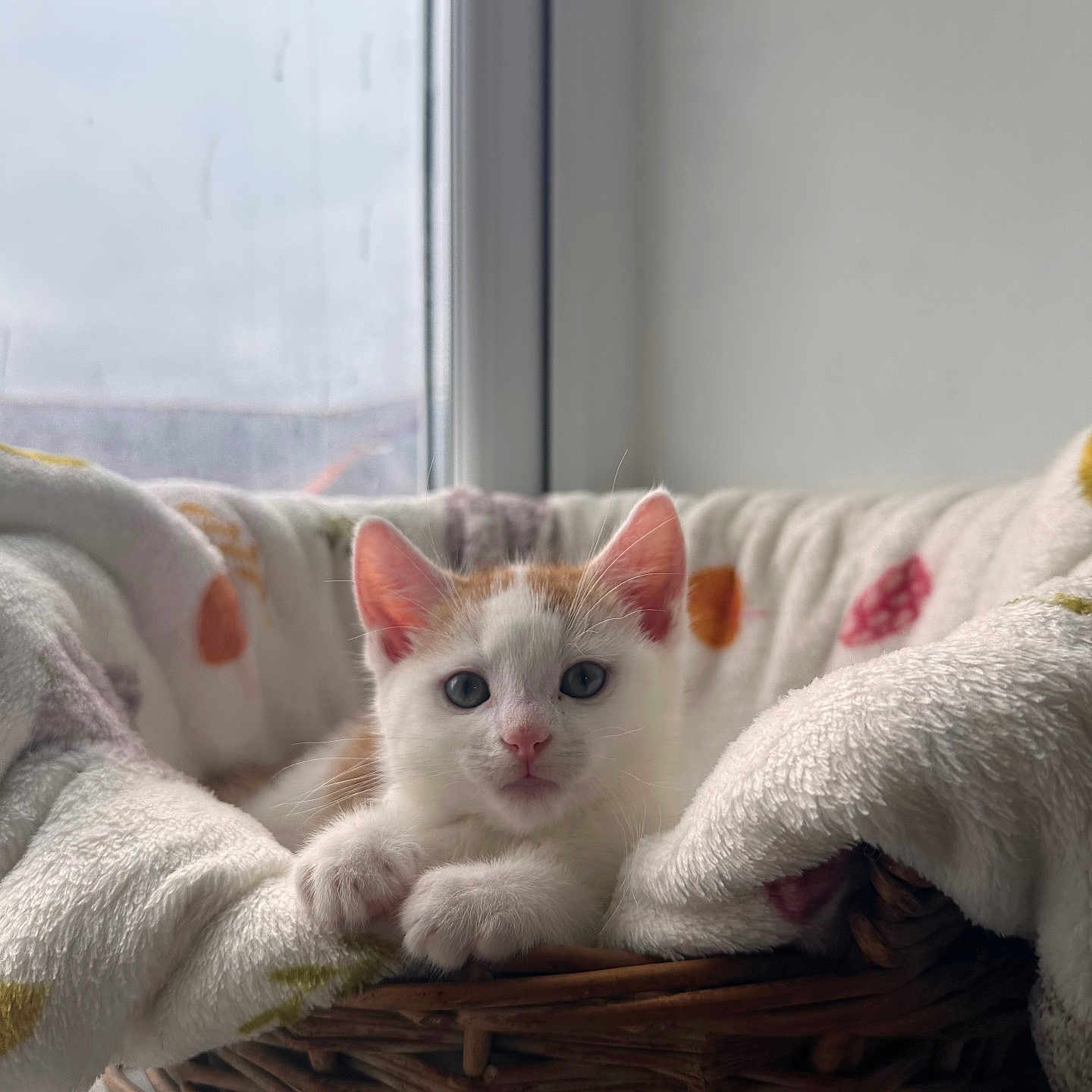 Nemo is registered to the contest to win money with this photo: animal, basket, blanket, cat, cozy, curious, cute, ears, feline, fur, home, indoor, kitten, natural_light, pet, resting, soft, whiskers, window, young