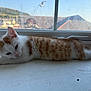 Nemo is registered to the contest to win money with this photo: animal, blurred_background, cat, cute, daylight, fur, indoor, kitten, lying_down, mammal, orange_and_white, pet, quiet, relaxed, resting, scenic_view, small, window, windowsill, young_cat
