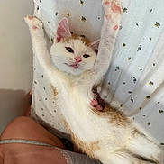 Nemo joined the competition — help win amazing prizes! bed, bedsheet, cat, clothing, cozy, cute, feline, gray, human, indoor, kitten, orange, patterned, paws, pink_paw_pads, relaxed, skin, sleepy, stretching, white
